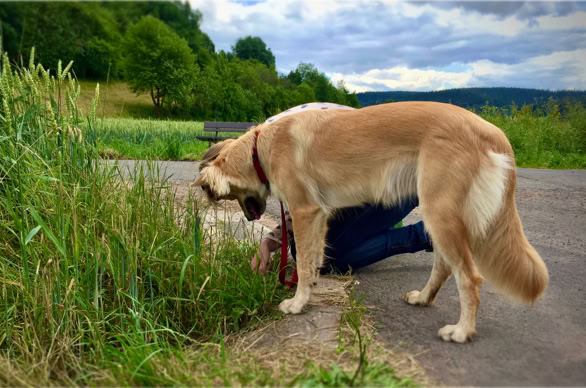 Anatomie, Erste Hilfe und Gesundheitsfragen – damit du weißt, was dein Hund braucht. 