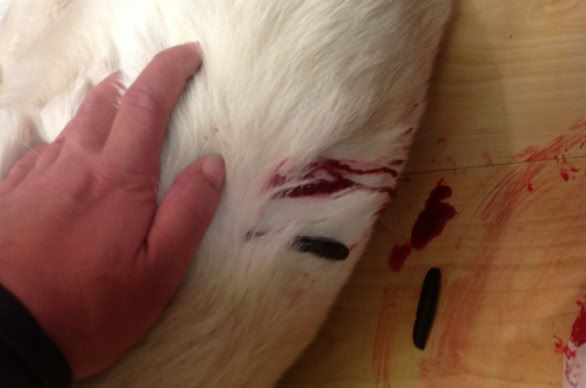 Von Preisgestaltung über Kundenakquise bis zur Kursplanung – werde Hundetrainer mit Weitblick. 