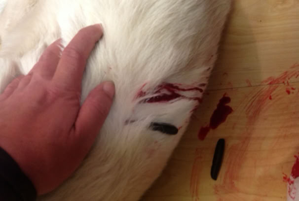 Von Preisgestaltung über Kundenakquise bis zur Kursplanung – werde Hundetrainer mit Weitblick. 