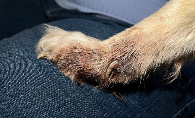 Verstehe, was Hunde ausmacht – von Körpersprache bis Sozialverhalten, wissenschaftlich fundiert. 