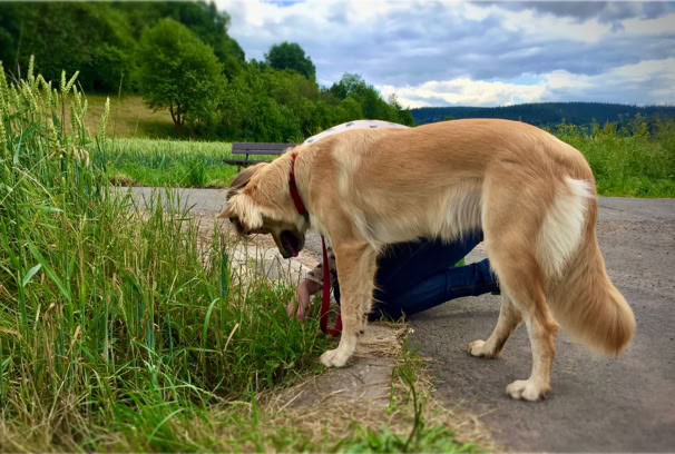 Anatomie, Erste Hilfe und Gesundheitsfragen – damit du weißt, was dein Hund braucht. 
